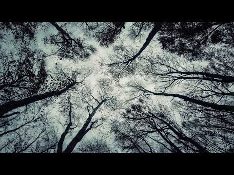 Looking Up at the Winter Trees/ Snow Falling| Free HD Stock Footage/ Living Background