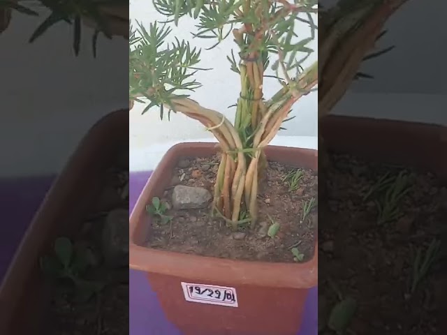 forma criativa de  cultivar 11 horas trançada (como árvore ou bonsai) class=