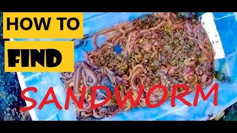 HOW TO DIG AND FIND FREE SANDWORM