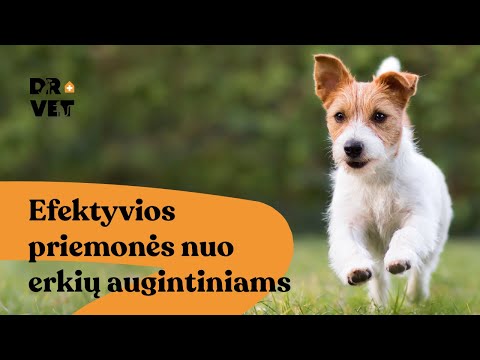 DR. VET | Kaip apsaugoti augintinį nuo erkių? - video from DR.VET