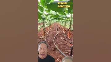 Cách trồng chuối đúng kỹ thuật