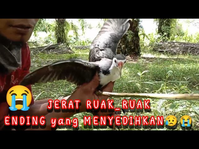 JERAT RUAK_RUAK   ENDING YANG MENYEDIHKAN(THE snare of RUAK_RUAK ENDING PATTERNS) class=