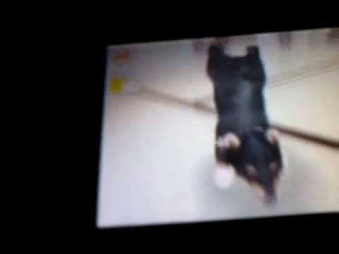apprendre le poirier a son chien dans nintendogs - YouTube apprendre le poirier a son chien dans nintendogs - YouTube