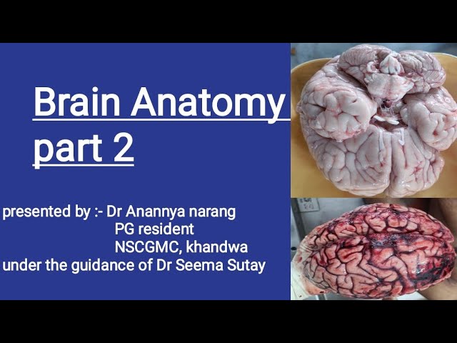 Brain Anatomy Part 2 | made easy and simple "@drseemasutayforensic