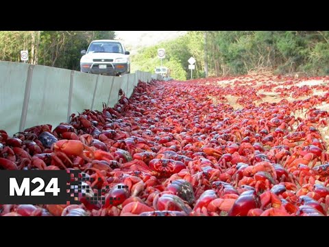 В Австралии тысячи крабов отправились к морю для размножения - Москва 24