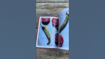 Kookboek Preview Persiana Easy van Sabrina Ghayour september 2025 Midden-Oosterse recepten #kookboek