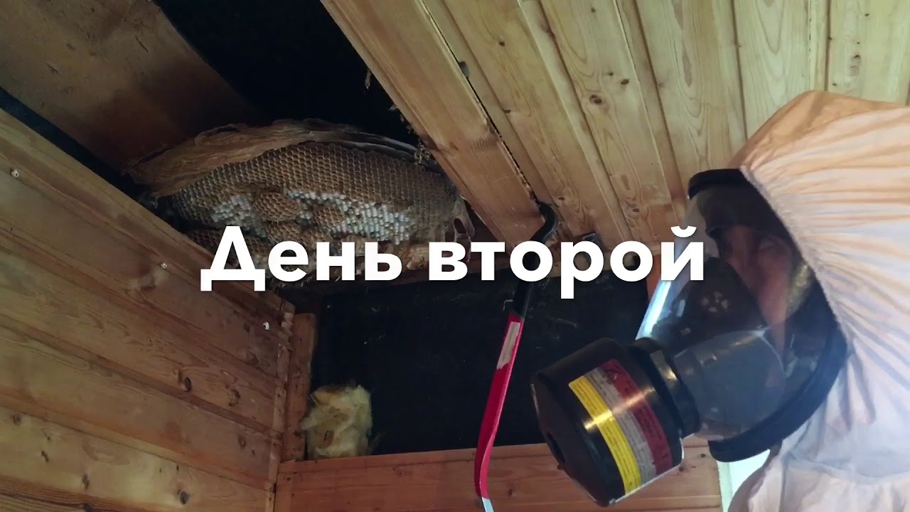 Жесть! Огромное гнездо шершней в доме! - YouTube