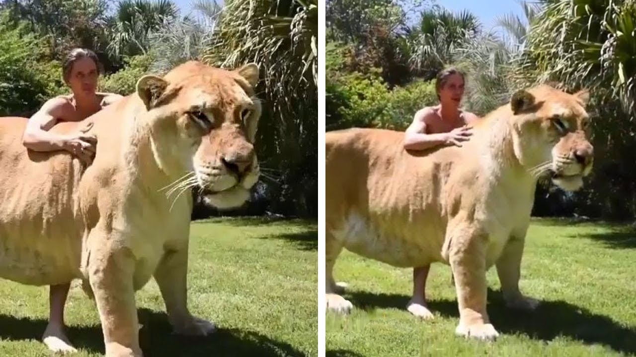 León más grande del mundo