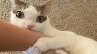 Tears as cat orphaned 2 years ago still seeks moms comfort