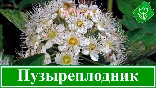 Кустарник пузыреплодник – посадка и уход: обрезка и размножение, виды и сорта(Кустарник пузыреплодник – описание. Посадка пузыреплодника: как и когда сажать пузыреплодник. Уход за..., 2016-10-30T14:59:33.000Z)