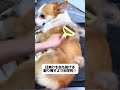 暑くて犬の毛がダウンジャケットみたいに厚い、熱がこもって虫も寄ってくる！このもつれ解きブラシでひと梳き、刈らなくても涼しくなる！ #犬のブラシ #抜け毛対策 #夏対策 #マダニ対策 #犬のいる生活
