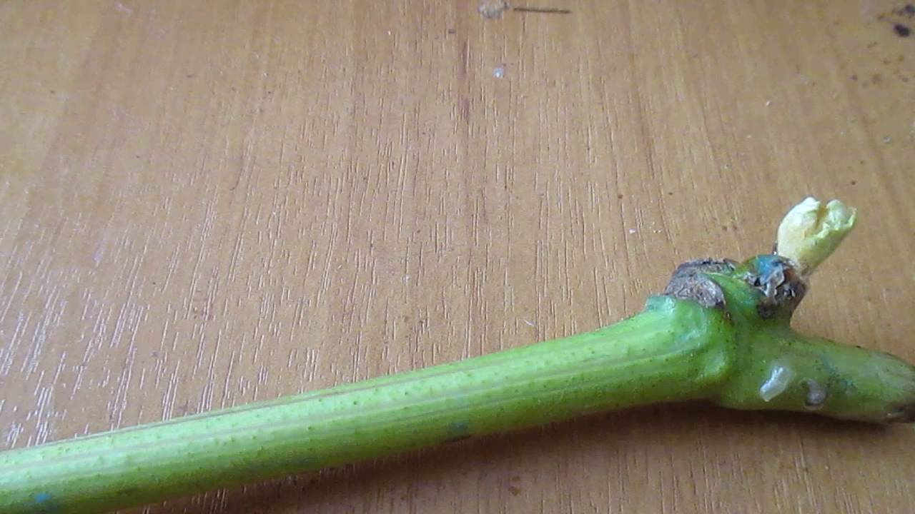 Виноград,укоренение зелёного черенка в таблетке. - YouTube