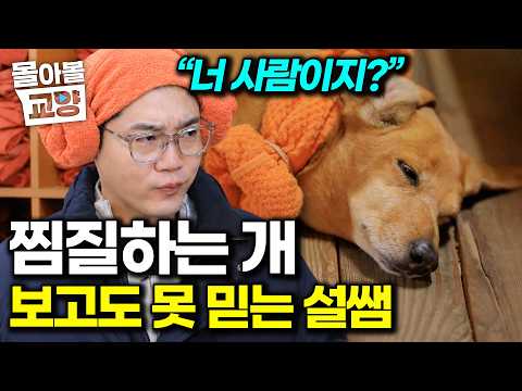 “70도까지 들어가” 찜질 후 식혜까지 야무지게 먹는 찜질방에 중독된 개들 #몰아볼교양