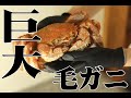 【ASMR】音も楽しめる毛ガニ（毛蟹）鍋と雑炊【飯テロ】【OECごはん】