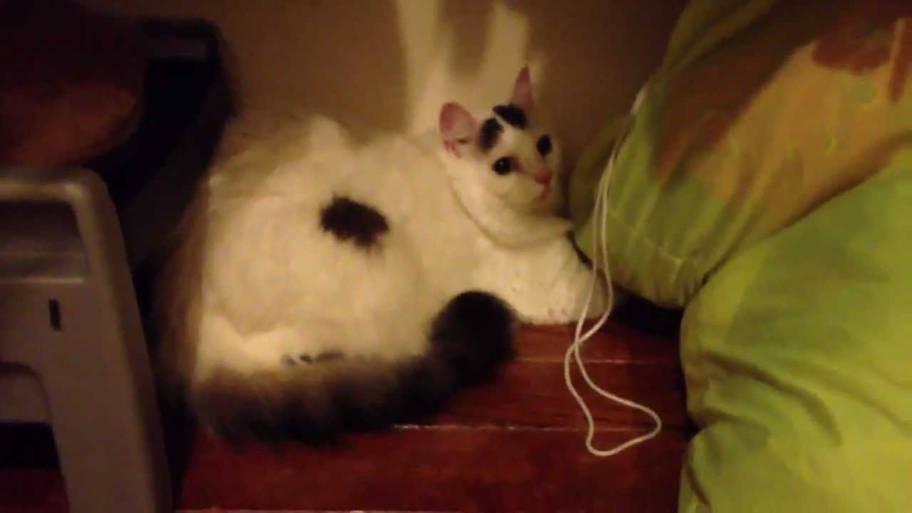 Cute Cat Scared Of Thunder - Youtube