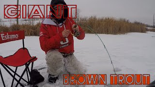 Monster Alert!!! Giant Manitoba Brown