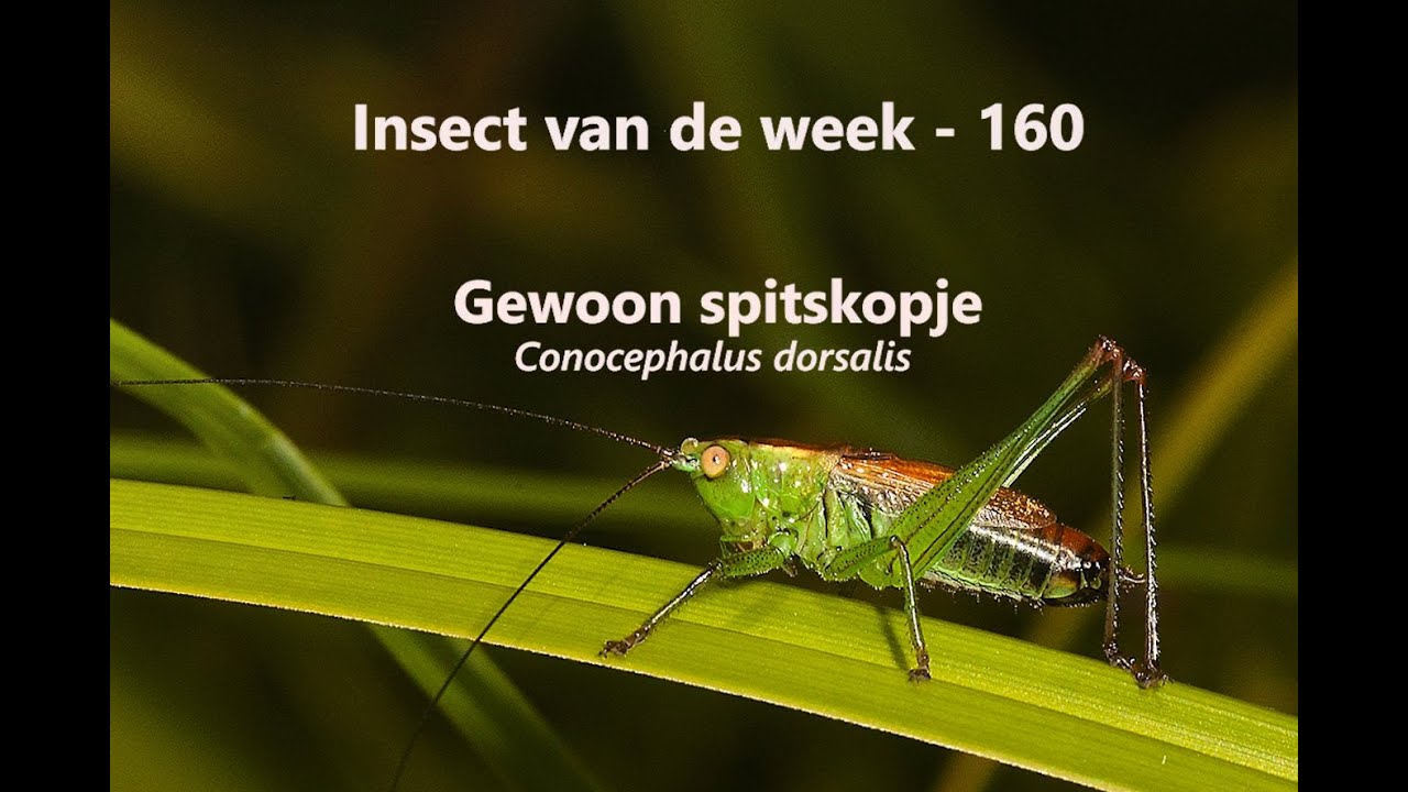 Insect Van De Week 160: Gewoon Spitskopje - Youtube