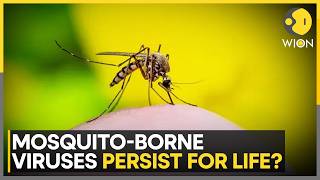 Why Do Viruses Not Kill Mosquitoes That Transmit Them? | WION
