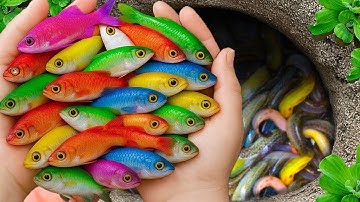 Bắt cá cảnh đầy màu sắc trong ao nhỏ, cá vàng, rùa con, lươn, cá thủy tinh, cá bảy màu, TRỨNG