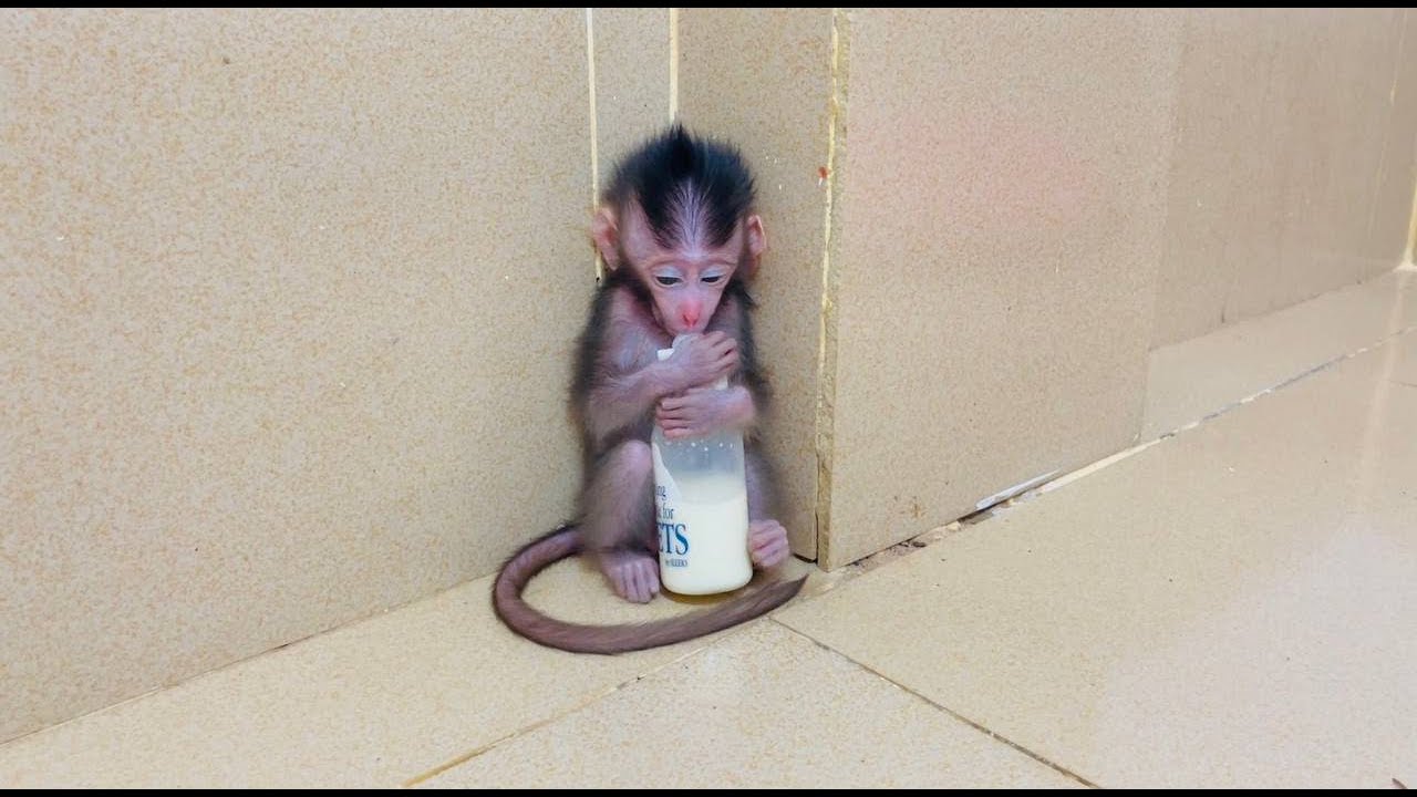 koi d-sperately sit sckinq air of bottle a lone near the wall