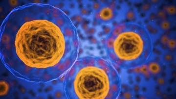 Prof. Susan Strome: Germ Cells & Epigenetic Memory Across Generations