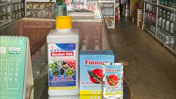 Thuốc đặc trị kiến trên cây cà phê#cây#càphê#caytrong#thuocbvtv#nongdan | TUẤN HẰNG 3