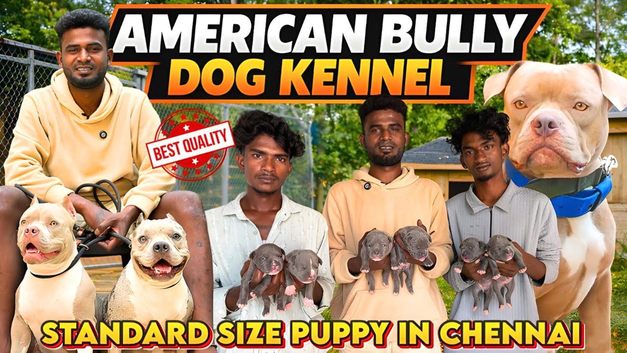 Top Quality American bully Standard Size in Chennai|#americanbully#bullykennel#gowthamvlog#gowtham
