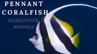 Facts about Pennant Coralfish | All about Schooling Bannerfish | All About Heniochus Butterfly Fish