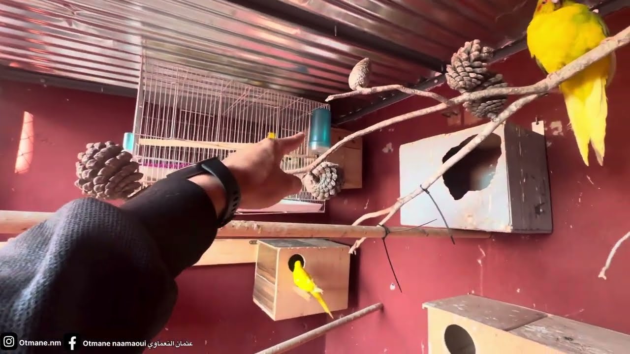 ها علاش مابقيتش كنهضر على GLOVO🤷🏻‍♂️  واش نبقى نصور الطيور 🦜🤔