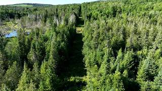 Maine’s forest industry is adapting. A new snapshot breaks down where it stands. screenshot 1