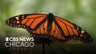 The Butterfly House, at Chicago's Navy Pier, provides beauty, education for visitors