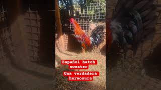 Gallo español hatch sweater #asil #gallinablanca #gallos #aves #hatch #rooster #sweater #chicken