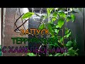 ЗАПУСК  ТЕРРАРИУМА С ХАМЕЛЕОНАМИ / TERRARIUM WITH CHAMELEONS