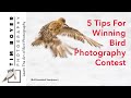 5 Tips For Winning Bird Photography  Contest Or How to  Take Better Bird Photos
