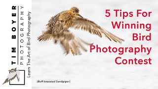 5 Tips For Winning Bird Photography  Contest Or How to  Take Better Bird Photos