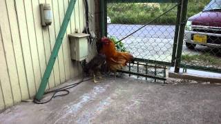 ヒメVs名古屋コーチン