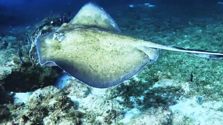 The Sea Creatures of BVI 2025