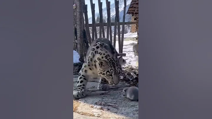 Video 11573671: leopard cat kitten, leopard rescued, cat snow leopard, snow leopard hunt, wild leopard