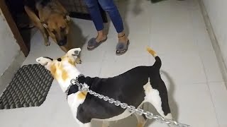 Pitbull Vs German Shepherd Jelly Vs Lucy
