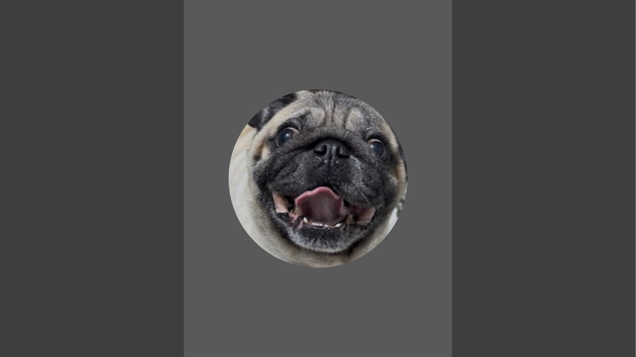 Happy the pug stories is live