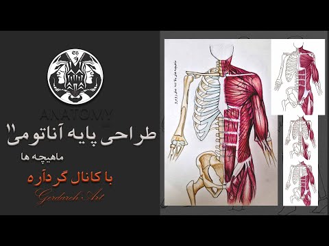 آموزش طراحی پایه آناتومی ساختار ماهیچه بالا تنه قدامی   