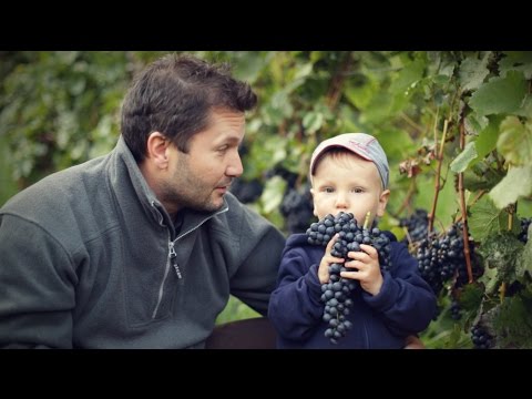 Video: Slibné Odrůdy A Formy Hroznů