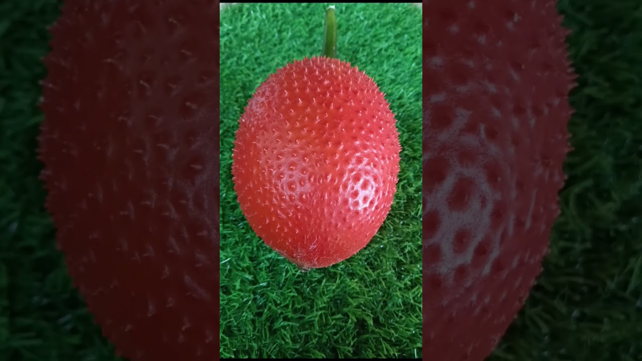 Gac fruit # స్వర్గం పండు దీనివలన ప్రయోజనలు # Like # Share # Subscribe # Short video