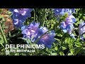 Delphiniums