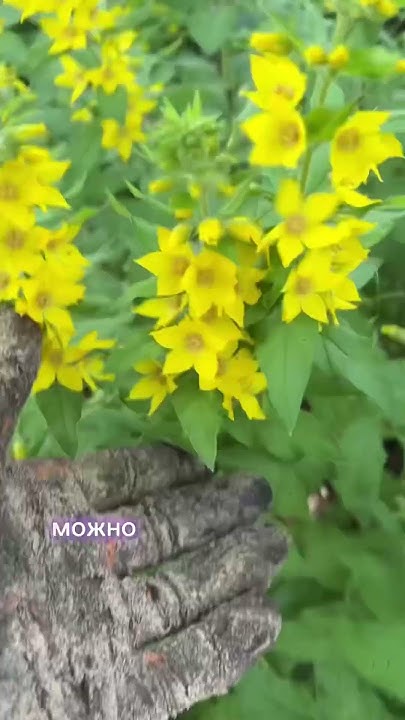 Какие растения посадить в тени #лайфхаки #огород #сад #цветы #garden # ...