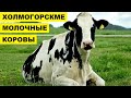 Холмогорская порода коров | Содержание и уход | КРС Холмогорской породы | Молочные коровы