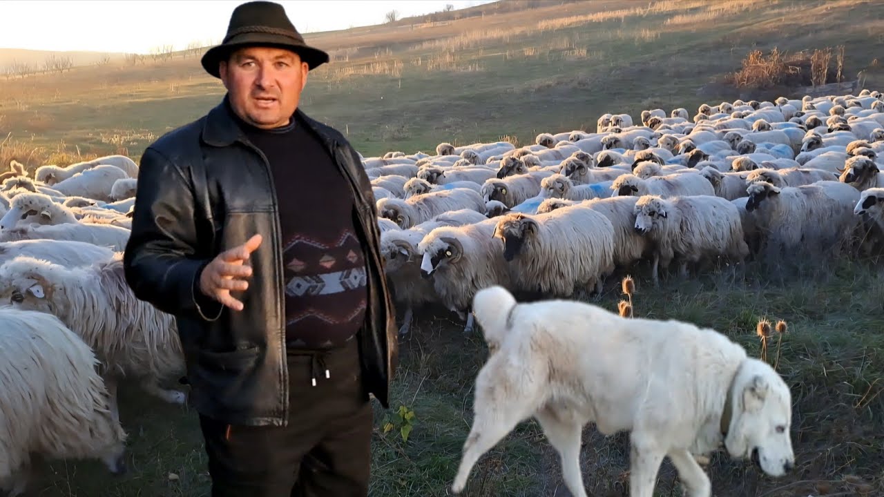 Mari pagube făcute de lupi la turma de oi a lui Bogdan de la Popeni 