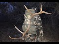 Fall Elk Sheds - Matching up a nice set - Nov 2018 Fall Elk Sheds - Matching up a nice set - Nov 2018