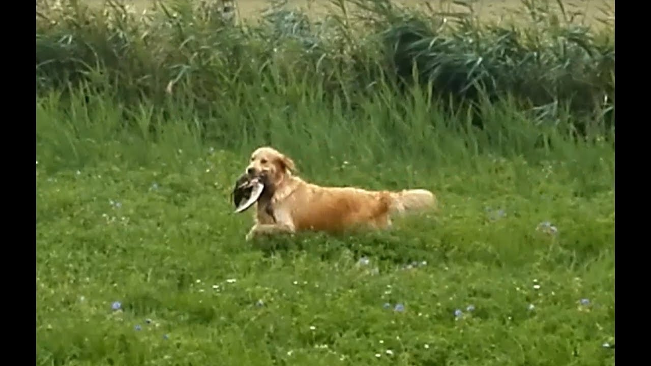 OVVR Heart Gold z Královských teras / Field trial of Golden retriever (subtitles) YouTube
