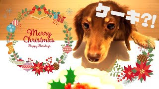 【クリスマス】わんこと食べるクリスマスケーキ　コミフ　豆乳クリーム　Let's eat Christmas cake with dogs